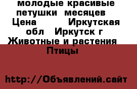 молодые красивые петушки 5месяцев. › Цена ­ 500 - Иркутская обл., Иркутск г. Животные и растения » Птицы   